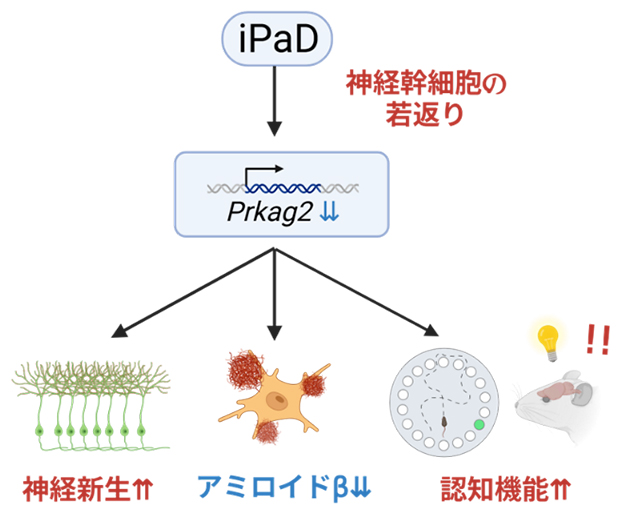 iPaDによる神経幹細胞の若返りとアルツハイマー病病態の改善の図