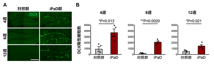 iPaDによる神経新生の活性化の図