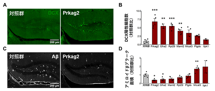 Prkag2の抑制による神経新生の活性化およびアミロイドβの蓄積抑制の図