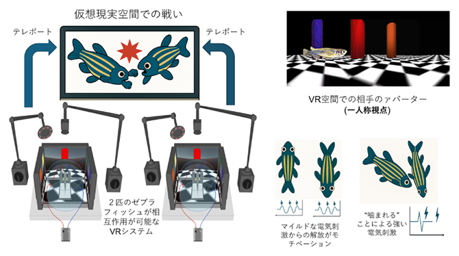 2匹のゼブラフィッシュ間の社会的相互作用のための仮想現実システムの図
