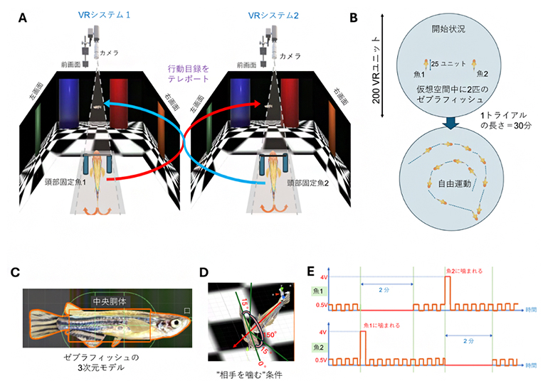 社会的相互作用のための仮想現実設定と刺激メカニズムの概略図の画像