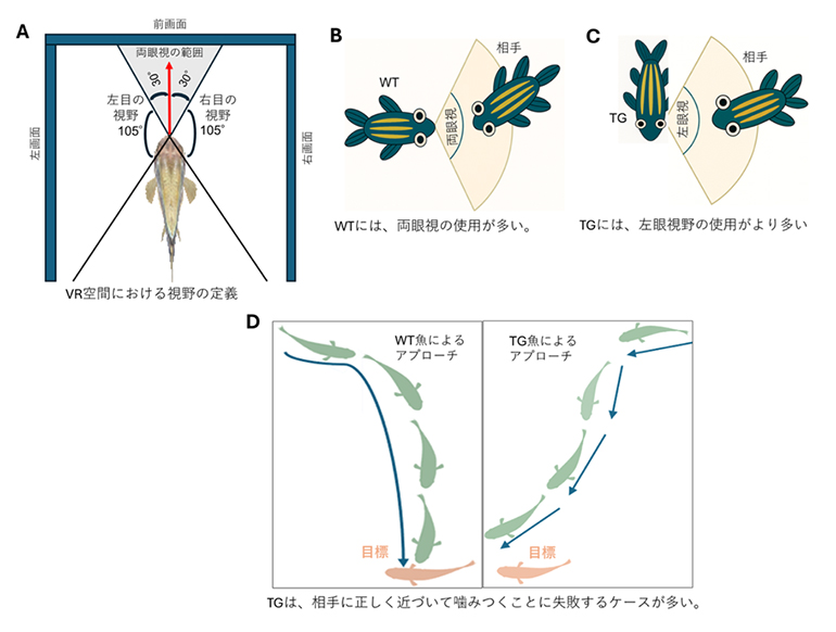 トランスジェニック（TG）魚と野生型（WT）魚のVRシステムの解析の図