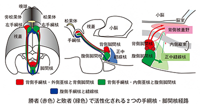 背側手綱核から脚間核への経路の画像