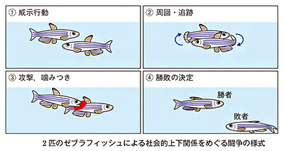 2匹のゼブラフィッシュによる社会的上下関係をめぐる闘争の様式の図