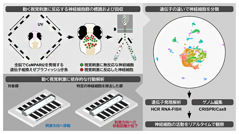 本研究の概要図
