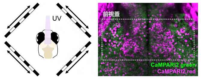 CaMPARI2によるオプティックフロー応答細胞の標識の図