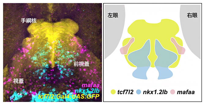 CaMPARI-seqにより同定した前視蓋サブタイプの分布パターンの図