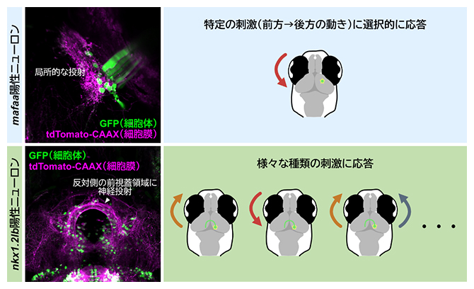 前視蓋サブタイプの形態とオプティックフロー応答特性の違いの図