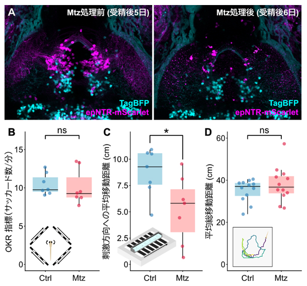 nkx1.2lb陽性前視蓋ニューロンは視運動性の遊泳行動（OMR）に関与の図