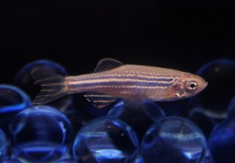 ゼブラフィッシュの画像