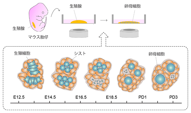 卵母細胞形成過程のライブイメージングが捉えた未知の生殖細胞動態の図