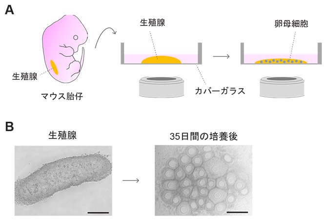 マウス生殖腺の体外培養による卵母細胞形成の図