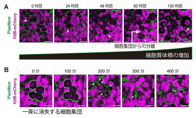 生殖細胞シストから分離した卵母細胞の自律的な細胞質サイズ増大の図