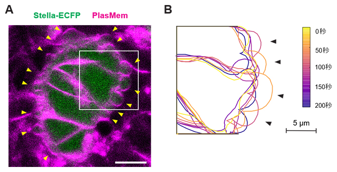 生殖細胞で観察された時期特異的に活発化する細胞膜ブレビングの図