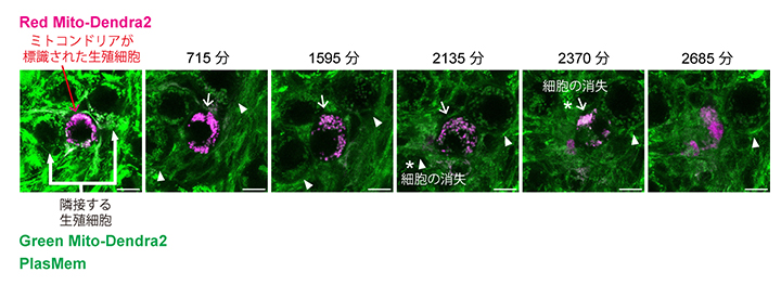 生殖細胞シスト内で細胞間を移動しないオルガネラの図