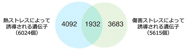 熱ストレスと傷害ストレスに共通して誘導される遺伝子の同定の図