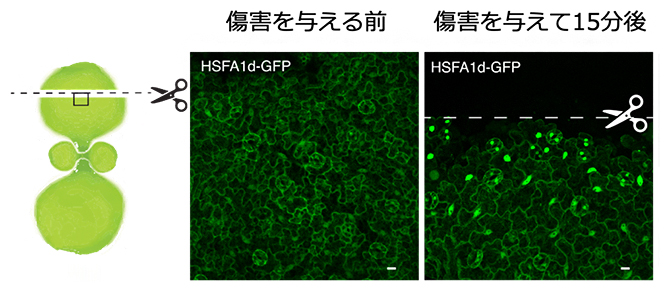 傷害ストレスによって誘導されるHSFA1タンパク質の核内移行の図
