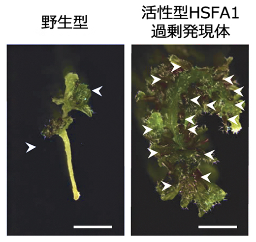 HSFA1の活性化による茎葉再生能力の向上の図