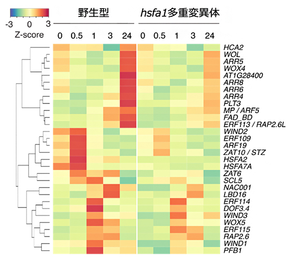 傷害後にHSFA1依存的に発現誘導される遺伝子群の図