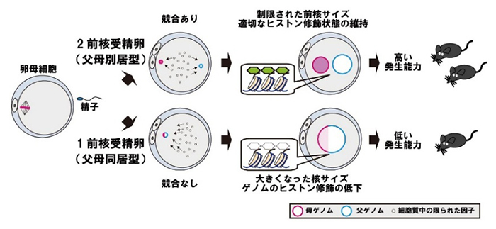 父母ゲノム別居による胚発生制御の図