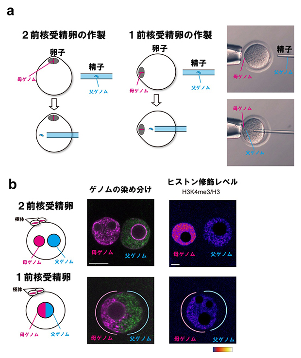 父母同居型受精卵で形成される大きな前核とヒストン修飾の低下の図