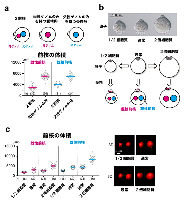 前核サイズを制限する細胞質因子の図