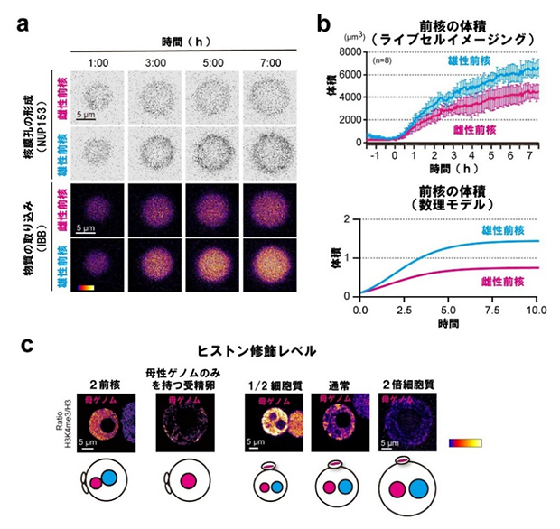 核膜孔密度の差による前核サイズ競合の図