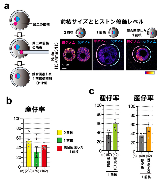 競合回復によるヒストン修飾と産仔率の回復の図