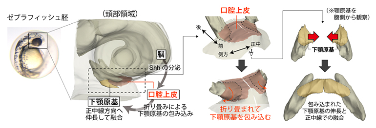 下顎形成を駆動する隣接組織の間の物理化学的な因果連鎖の図