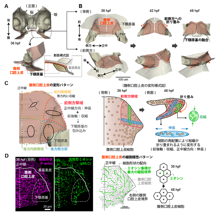 口腔上皮の折り畳みダイナミクスの図