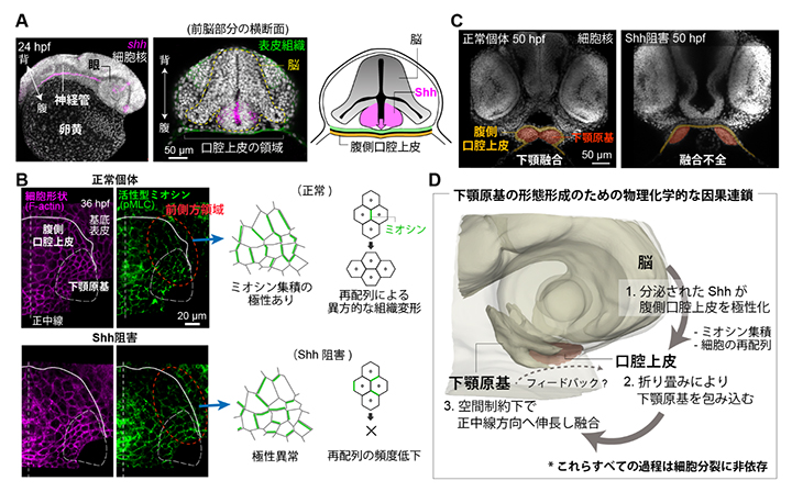 口腔上皮の折り畳みを駆動する上流因子の図