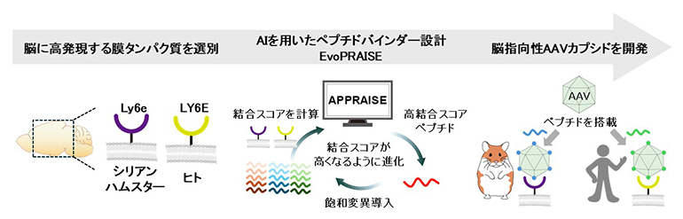 狙った膜タンパク質に結合できるAAVカプシドを合理的に設計する手法の開発の図