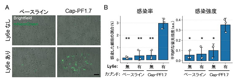 培養細胞を用いたCap-PF1.7のLy6e依存的な感染性の評価の図