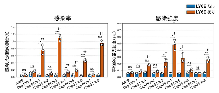 培養細胞を用いたヒトLY6E発現細胞への感染性の評価の図