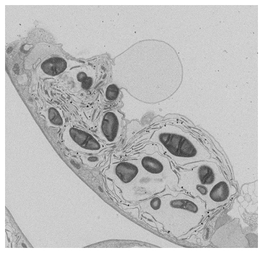 麦芽糖の過剰蓄積により膨張した葉緑体の電子顕微鏡画像の図