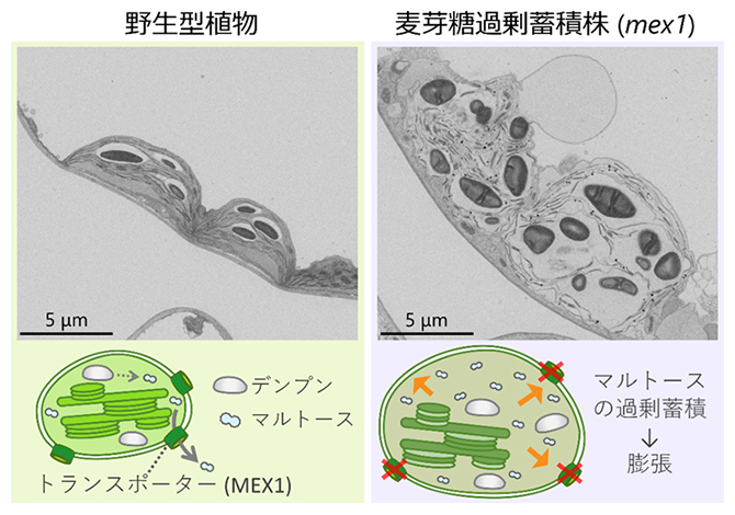 麦芽糖の過剰蓄積により膨れた葉緑体の電子顕微鏡による観察画像の図