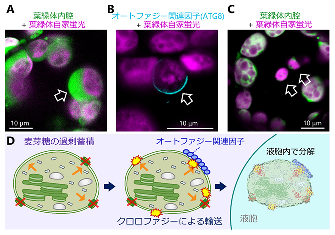 麦芽糖の過剰蓄積が引き起こす葉緑体分解現象のライブイメージング画像とモデル図の画像