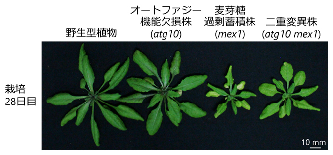 麦芽糖の過剰蓄積による成長阻害がオートファジー機能欠損により軽減される様子の図