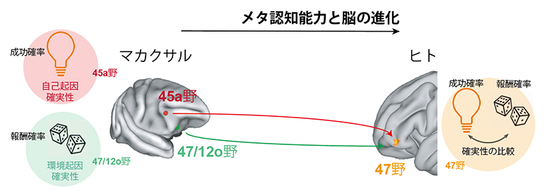 未来を想像し計画を立てるメタ認知能力の進化の図
