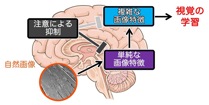 本研究成果の概要の図