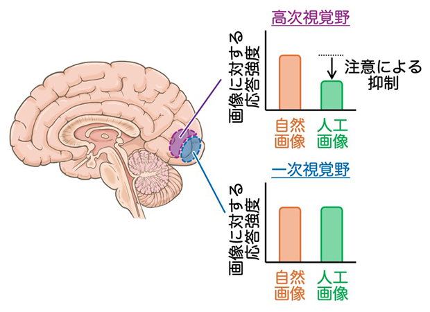 脳イメージング実験の結果の図