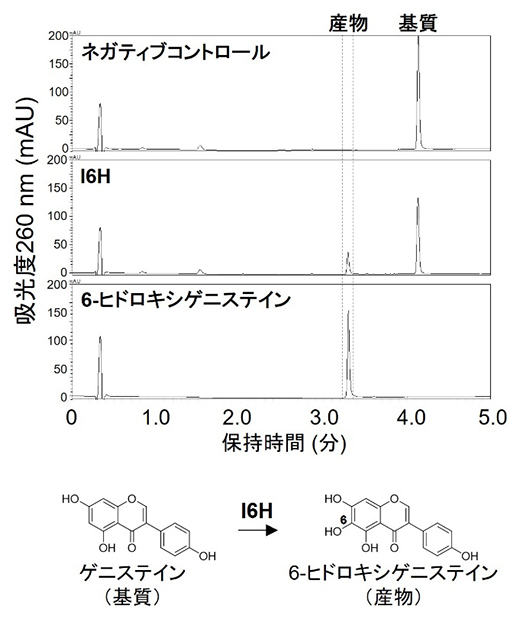 I6H-IOMT共発現のHPLCクロマトグラムと反応図および産物量の図