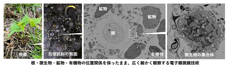 複雑な根圏試料を広域・高精細に観察する電子顕微鏡技術の図
