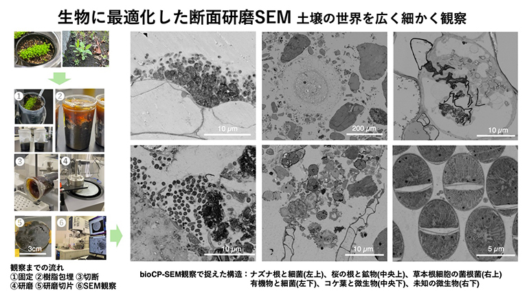 bioCP-SEMによる根圏断面観察の流れの図