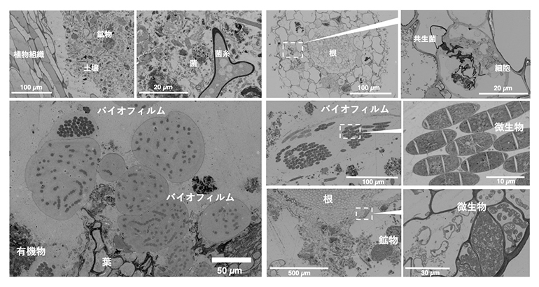 bioCP-SEMによる野外試料の根圏断面観察の図
