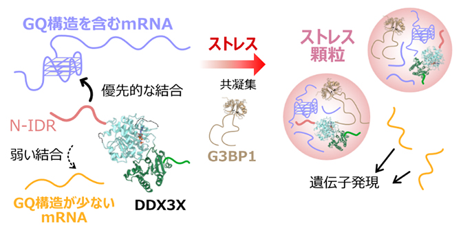 DDX3XがmRNAを選択的に認識し、翻訳制御を行う分子機構の模式図の画像