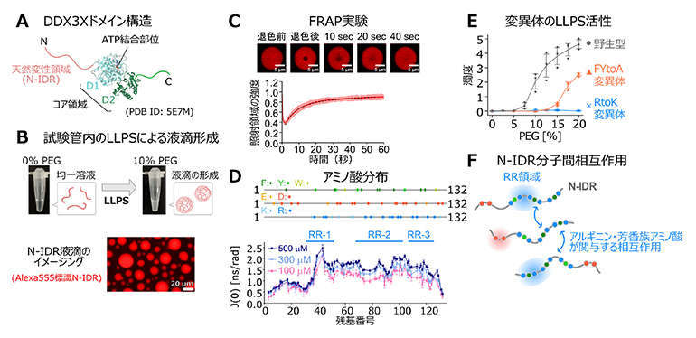 DDX3Xタンパク質の構造とN-IDRのLLPS活性、ならびに分子間相互作用の評価の図