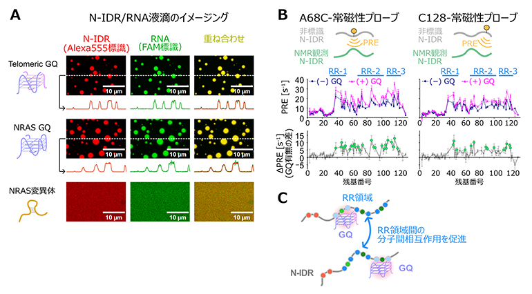 N-IDRのGQ RNA依存的なLLPSと分子間相互作用の変化の解析の図