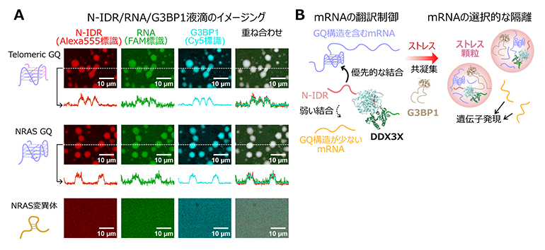 N-IDRとRNA、G3BP1から成るLLPSの解析とストレス顆粒形成の翻訳制御機構の図