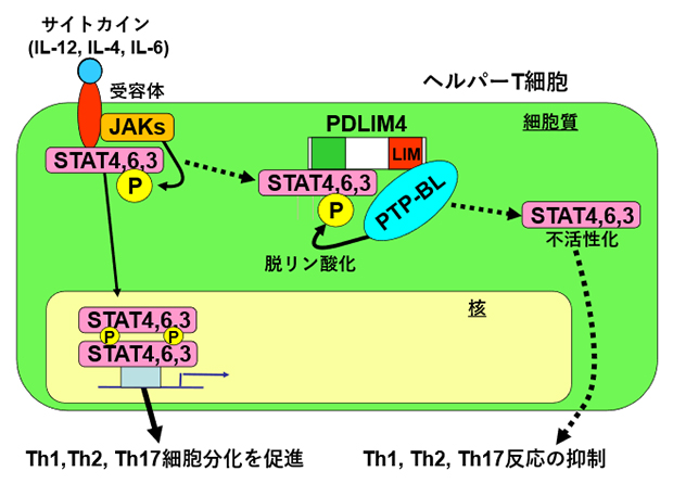 PDLIM4による転写因子STATの不活性化の分子メカニズムの図
